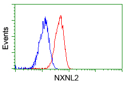 NXNL2 Antibody - Flow cytometry of Jurkat cells, using anti-NXNL2 antibody, (Red), compared to a nonspecific negative control antibody, (Blue).