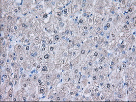 NXNL2 Antibody - IHC of paraffin-embedded Human liver tissue using anti-NXNL2 mouse monoclonal antibody. (Dilution 1:50).