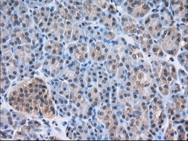 NXNL2 Antibody - IHC of paraffin-embedded Human pancreas tissue using anti-NXNL2 mouse monoclonal antibody. (Dilution 1:50).
