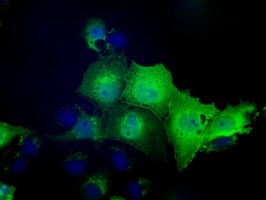 NXNL2 Antibody - Anti-NXNL2 mouse monoclonal antibody  immunofluorescent staining of COS7 cells transiently transfected by pCMV6-ENTRY NXNL2.