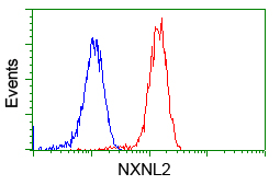 NXNL2 Antibody - Flow cytometry of Jurkat cells, using anti-NXNL2 antibody, (Red), compared to a nonspecific negative control antibody, (Blue).