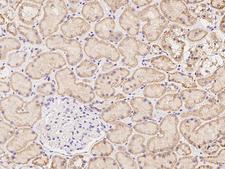 NXNL2 Antibody - Immunochemical staining of human NXNL2 in human kidney with rabbit polyclonal antibody at 1:500 dilution, formalin-fixed paraffin embedded sections.