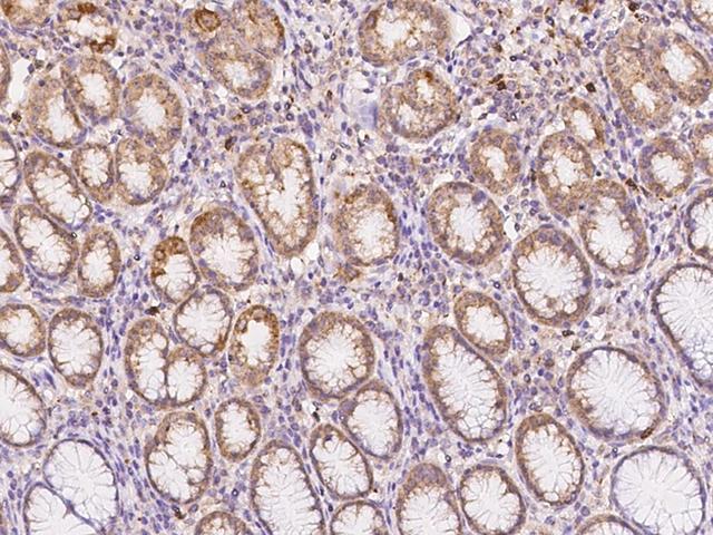 NXNL2 Antibody - Immunochemical staining of human NXNL2 in human stomach with rabbit polyclonal antibody at 1:500 dilution, formalin-fixed paraffin embedded sections.