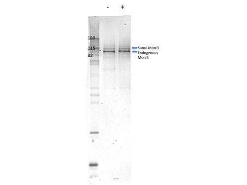 NXP2 / MORC3 Antibody - Western Blot of rabbit Anti-Morc3 antibody. Lane 1: C-Flag murine embryonic stem cells. Lane 2: C-Flag murine embryonic stem cells doxycycline induced. Load: 35 µg per lane. Primary antibody: mMorc3 antibody at 1:1000 for overnight at 4°C. Secondary antibody: rabbit secondary antibody at 1:10,000 for 45 min at RT. Block: 5% BLOTTO overnight at 4°C. Predicted/Observed size: 110 kDa for mouse Morc3. Other band(s): Sumoylated Morc runs higher.