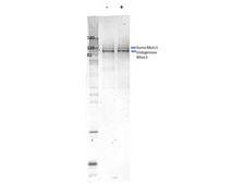NXP2 / MORC3 Antibody - Western Blot of rabbit Anti-Morc3 antibody. Lane 1: C-Flag murine embryonic stem cells. Lane 2: C-Flag murine embryonic stem cells doxycycline induced. Load: 35 µg per lane. Primary antibody: mMorc3 antibody at 1:1000 for overnight at 4°C. Secondary antibody: rabbit secondary antibody at 1:10,000 for 45 min at RT. Block: 5% BLOTTO overnight at 4°C. Predicted/Observed size: 110 kDa for mouse Morc3. Other band(s): Sumoylated Morc runs higher.