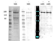 NXP2 / MORC3 Antibody - Western Blot of rabbit anti-Morc3 antibody. Lane 1: Human embryonic stem cell. Lane 2: Human embryonic stem cell. Lane 3: C-Flag Mouse embryonic stem cell. Lane 4: C-Flag Mouse embryonic stem cell doxycycline induced. Load: 35 µg per lane. Primary antibody: hMorc3 antibody at 1:1000-1:5000 for overnight at 4°C. Secondary antibody: rabbit secondary antibody at 1:10,000 for 45 min at RT. Block: 5% BLOTTO overnight at 4°C. Predicted/Observed size: 107kDa/ ~170kDa. Other band(s): sumoylated Morc run higher.