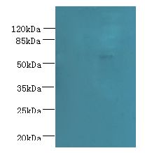 NXPE1 / FAM55A Antibody - Western blot. All lanes: NXPE1 antibody at 4 ug/ml+ Human high value serum Goat polyclonal to rabbit at 1:10000 dilution. Predicted band size: 63 kDa. Observed band size: 63 kDa.