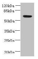 NXPE1 / FAM55A Antibody - Western blot All lanes: NXPE1 antibody at 4µg/ml + Human high value serum Secondary Goat polyclonal to rabbit IgG at 1/10000 dilution Predicted band size: 64, 47 kDa Observed band size: 64 kDa