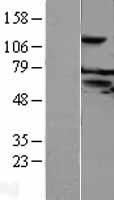 NXPE3 / FAM55C Protein - Western validation with an anti-DDK antibody * L: Control HEK293 lysate R: Over-expression lysate