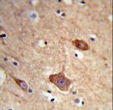 NXPH1 Antibody - Formalin-fixed and paraffin-embedded human brain tissue reacted with NXPH1 Antibody , which was peroxidase-conjugated to the secondary antibody, followed by DAB staining. This data demonstrates the use of this antibody for immunohistochemistry; clinical relevance has not been evaluated.
