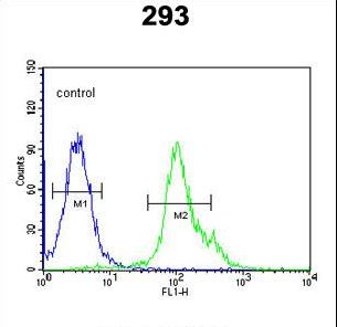 NXPH1 Antibody - NXPH1 Antibody flow cytometry of 293 cells (right histogram) compared to a negative control cell (left histogram). FITC-conjugated goat-anti-rabbit secondary antibodies were used for the analysis.