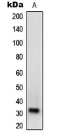 NXPH1 Antibody - Western blot analysis of NXPH1 expression in A549 (A) whole cell lysates.