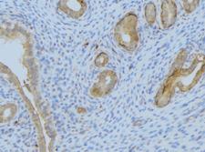 NXPH1 Antibody - 1:100 staining human uterus tissue by IHC-P. The sample was formaldehyde fixed and a heat mediated antigen retrieval step in citrate buffer was performed. The sample was then blocked and incubated with the antibody for 1.5 hours at 22°C. An HRP conjugated goat anti-rabbit antibody was used as the secondary.