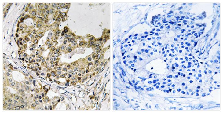 NXPH1 Antibody - Western blot analysis of extracts from rat heart cells, using NXPH1 antibody.