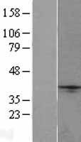 NXPH1 Protein - Western validation with an anti-DDK antibody * L: Control HEK293 lysate R: Over-expression lysate