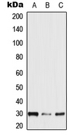 NXPH2 Antibody - Western blot analysis of NXPH2 expression in HEK293T (A); mouse brain (B); rat brain (C) whole cell lysates.
