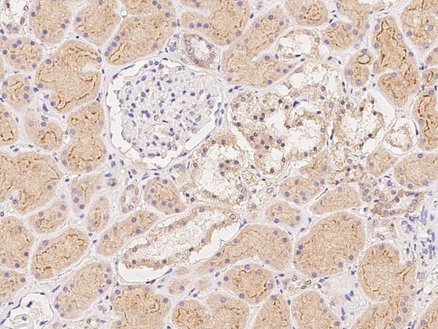 NXPH2 Antibody - Immunochemical staining of human NXPH2 in human kidney with rabbit polyclonal antibody at 1:500 dilution, formalin-fixed paraffin embedded sections.