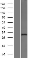 NXPH2 Protein - Western validation with an anti-DDK antibody * L: Control HEK293 lysate R: Over-expression lysate