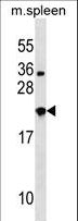 NXPH3 / Neurexophilin 3 Antibody - NXPH3 Antibody western blot of mouse spleen tissue lysates (35 ug/lane). The NXPH3 antibody detected the NXPH3 protein (arrow).