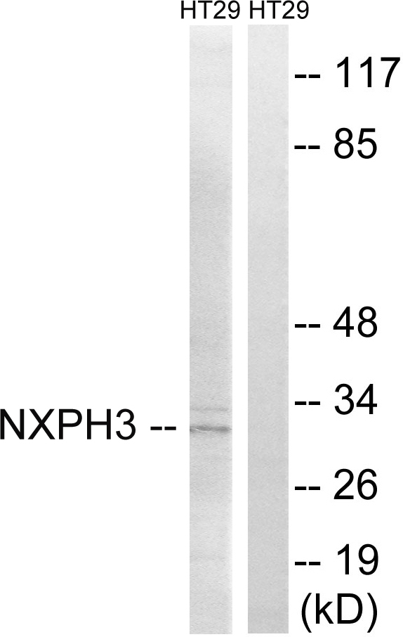 NXPH3 / Neurexophilin 3 Antibody - Western blot analysis of lysates from HT-29 cells, using NXPH3 Antibody. The lane on the right is blocked with the synthesized peptide.