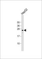 NXPH3 / Neurexophilin 3 Antibody - Anti-NXPH3 Antibody at 1:1000 dilution + HepG2 whole cell lysate Lysates/proteins at 20 ug per lane. Secondary Goat Anti-Rabbit IgG, (H+L), Peroxidase conjugated at 1:10000 dilution. Predicted band size: 28 kDa. Blocking/Dilution buffer: 5% NFDM/TBST.