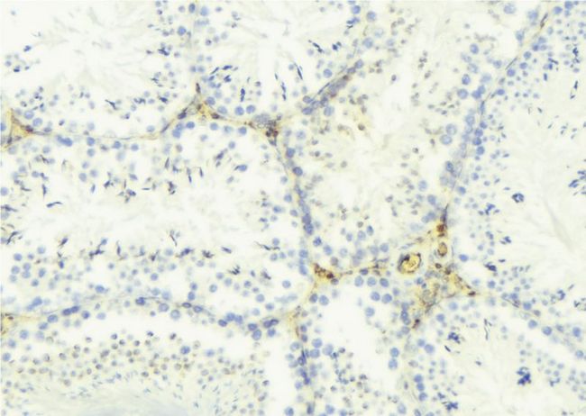 NXPH4 Antibody - 1:100 staining mouse testis tissue by IHC-P. The sample was formaldehyde fixed and a heat mediated antigen retrieval step in citrate buffer was performed. The sample was then blocked and incubated with the antibody for 1.5 hours at 22°C. An HRP conjugated goat anti-rabbit antibody was used as the secondary.