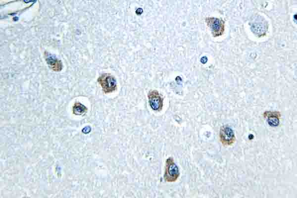 NXPH4 Antibody - IHC of Neurexophilin-4 (P248) pAb in paraffin-embedded human brain tissue.