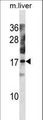 NXT1 Antibody - NXT1 Antibody western blot of mouse liver tissue lysates (35 ug/lane). The NXT1 antibody detected the NXT1 protein (arrow).