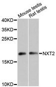 NXT2 Antibody - Western blot analysis of extracts of various cell lines, using NXT2 antibody at 1:3000 dilution. The secondary antibody used was an HRP Goat Anti-Rabbit IgG (H+L) at 1:10000 dilution. Lysates were loaded 25ug per lane and 3% nonfat dry milk in TBST was used for blocking. An ECL Kit was used for detection and the exposure time was 90s.