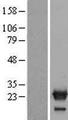 NXT2 Protein - Western validation with an anti-DDK antibody * L: Control HEK293 lysate R: Over-expression lysate