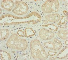 NYX Antibody - Immunohistochemistry of paraffin-embedded human kidney tissue at dilution 1:100
