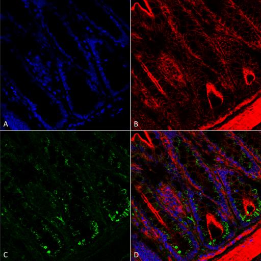 O-GalNAC Antibody - Immunohistochemistry analysis using Mouse Anti-O-GalNAc Monoclonal Antibody, Clone 9B9. Tissue: colon. Species: Mouse. Fixation: Formalin fixed, paraffin embedded. Primary Antibody: Mouse Anti-O-GalNAc Monoclonal Antibody at 1:25 for 1 hour at RT. Secondary Antibody: Goat Anti-Mouse IgG: Alexa Fluor 488. Counterstain: Actin-binding Phalloidin-Alexa Fluor 633; DAPI (blue) nuclear stain. Magnification: 63X. (A) DAPI (blue) nuclear stain. (B) Phalloidin Alexa Fluor 633 F-Actin stain. (C) O-GalNAc Antibody (D) Composite.