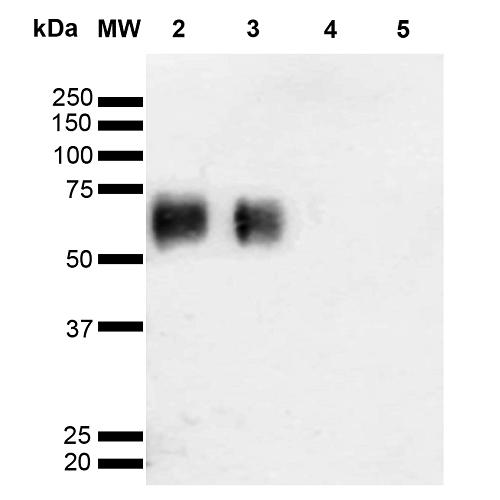 O-GalNAC Antibody - Western Blot analysis of Glycoconjugates showing detection of 67 kDa O-GalNAC protein using Mouse Anti-O-GalNAC Monoclonal Antibody, Clone 9B9. Lane 1: Molecular Weight Ladder (MW). Lane 2: GlcNAc-BSA. Lane 3: GalNAc-BSA. Lane 4: Galactose-BSA. Lane 5: Glucose-BSA. Load: 2.0 µg. Block: 5% Skim Milk in TBST. Primary Antibody: Mouse Anti-O-GalNAC Monoclonal Antibody at 1:1000 for 2 hours at RT. Secondary Antibody: Goat Anti-Mouse IgG: HRP at 1:2000 for 60 min at RT. Color Development: ECL solution for 5 min in RT. Predicted/Observed Size: 67 kDa.