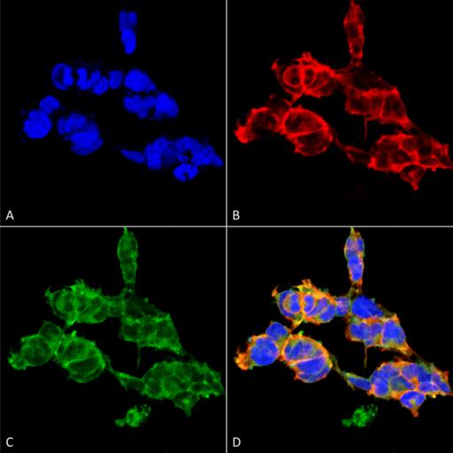 O-GalNAC Antibody - Immunocytochemistry/Immunofluorescence analysis using Mouse Anti-O-GalNAC Monoclonal Antibody, Clone 9B9. Tissue: Embryonic kidney epithelial cell line (HEK293). Species: Human. Fixation: 5% Formaldehyde for 5 min. Primary Antibody: Mouse Anti-O-GalNAC Monoclonal Antibody at 1:50 for 30-60 min at RT. Secondary Antibody: Goat Anti-Mouse Alexa Fluor 488 at 1:1500 for 30-60 min at RT. Counterstain: Phalloidin Alexa Fluor 633 F-Actin stain; DAPI (blue) nuclear stain at 1:250, 1:50000 for 30-60 min at RT. Magnification: 20X (2X Zoom). (A) DAPI (blue) nuclear stain. (B) Phalloidin Alexa Fluor 633 F-Actin stain. (C) O-GalNAc Antibody (D) Composite. Courtesy of: Dr. Robert Burke, University of Victoria.