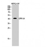 O3FAR1 / GPR120 Antibody - Western blot of GPR120 antibody