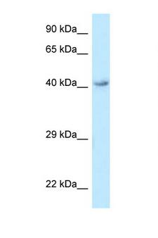 O3FAR1 / GPR120 Antibody - O3FAR1 / GPR120 antibody Western blot of HepG2 Cell lysate. Antibody concentration 1 ug/ml.  This image was taken for the unconjugated form of this product. Other forms have not been tested.
