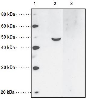 O3FAR1 / GPR120 Antibody - Western blot with GPR120 antibody. Lane 1: MW markers, Lane 2: LoVo cell lysate, Lane 3: LoVo cell lysate + immunizing peptide (10 ug/ml).
