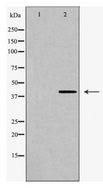 O3FAR1 / GPR120 Antibody - Western blot of GPR120 expression in PC12 cells