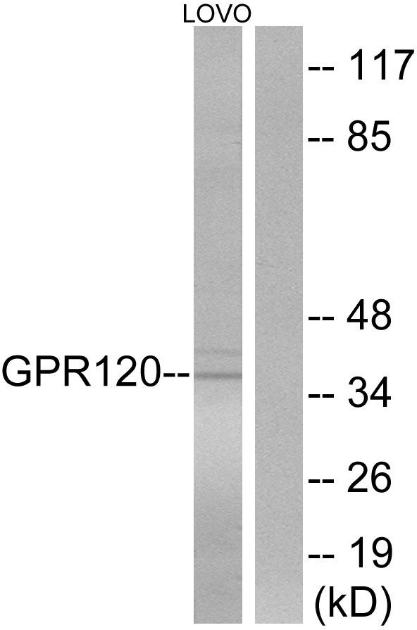 O3FAR1 / GPR120 Antibody - Western blot analysis of extracts from LOVO cells, using GPR120 antibody.