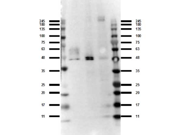 O3FAR1 / GPR120 Antibody - Western Blot of rabbit Anti-Ffar4 antibody. Lane 1: Ladder (Opal Prestained) p/n MB-210-0500. Lane 2: Raw 264.7 WCL p/n W10-001-369. Lane 3: NIH/3T3 WCL p/n W10-000-358. Lane 4: PC-12 WCL p/n W12-001-GL9. Lane 5: Ladder (Opal Prestained) p/n MB-210-0500. Load: 35 µg per lane. Primary antibody: Ffar4 antibody at 1:1000 for overnight at 4°C. Secondary antibody: Gt-a-Rb HRP secondary antibody 611-103-122 at 1:70,000 for 30 min at RT. Block: MB-073 BlockOut Universal Blocking Buffer for 30 min at RT. Predicted/Observed size: 40.8 kDa, observed ~48 kDa band due to glycosylation of Ffar4 protein.