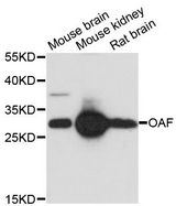 OAF Antibody - Western blot analysis of extracts of various cell lines, using OAF antibody at 1:3000 dilution. The secondary antibody used was an HRP Goat Anti-Rabbit IgG (H+L) at 1:10000 dilution. Lysates were loaded 25ug per lane and 3% nonfat dry milk in TBST was used for blocking. An ECL Kit was used for detection and the exposure time was 90s.