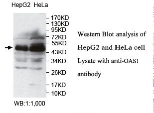 OAS1 Antibody