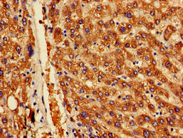OAS1 Antibody - Immunohistochemistry of paraffin-embedded human liver tissue at dilution of 1:100