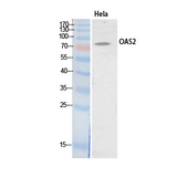 OAS2 Antibody - Western Blot analysis of extracts from HeLa cells using OAS2 Antibody.