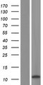 OAS2 Protein - Western validation with an anti-DDK antibody * L: Control HEK293 lysate R: Over-expression lysate