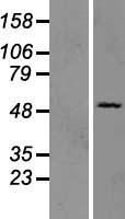 OAS3 / p100 Protein - Western validation with an anti-DDK antibody * L: Control HEK293 lysate R: Over-expression lysate