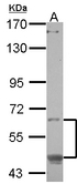 OASIS / CREB3L1 Antibody - Sample (30 ug of whole cell lysate) A: A549 7.5% SDS PAGE CREB3L1 antibody diluted at 1:500