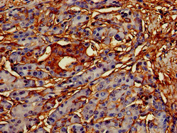 OASIS / CREB3L1 Antibody - Immunohistochemistry of paraffin-embedded human pancreatic tissue using CREB3L1 Antibody at dilution of 1:100