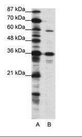 OASIS / CREB3L1 Antibody - A: Marker, B: HepG2 Cell Lysate.  This image was taken for the unconjugated form of this product. Other forms have not been tested.
