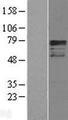 OASIS / CREB3L1 Protein - Western validation with an anti-DDK antibody * L: Control HEK293 lysate R: Over-expression lysate